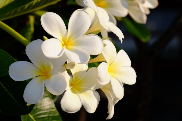 Hermosas flores en el jardín al lado de la casa. Hojas verdes con hermosa luz solar Usado como imagen de fondo.