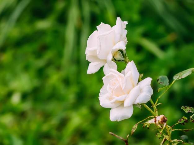 Hermosas flores de jardín brillantes en la temporada de floración