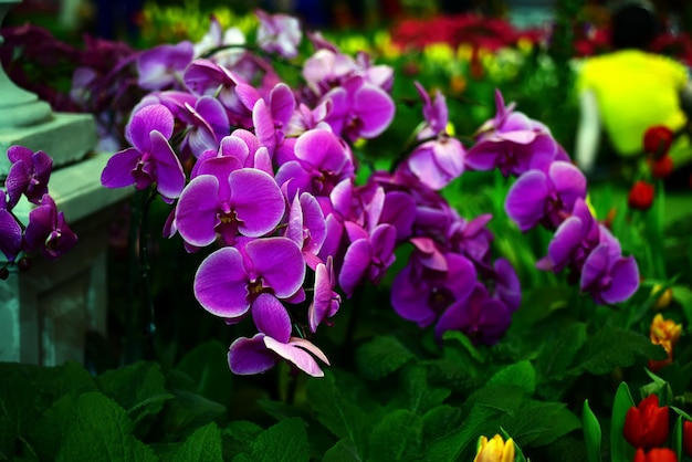 Foto hermosas flores en el jardín florece en el verano. jardín formal ajardinado.