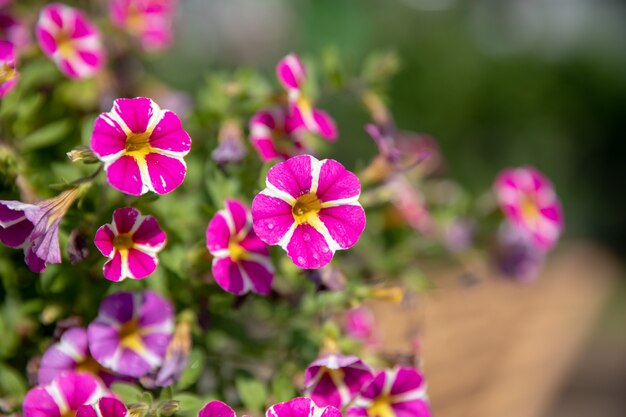 Hermosas flores en el jardín, fondo de verano. Fotografía flor mágica sobre fondo borroso