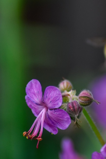 Hermosas flores en el jardín de verano