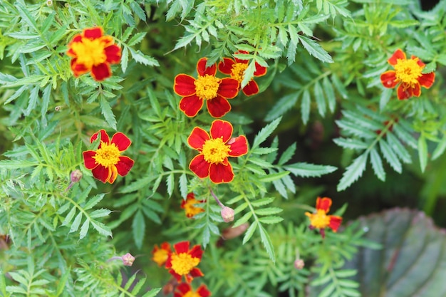 hermosas flores en el jardín