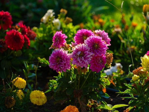 hermosas flores en el jardín