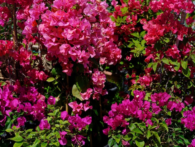 hermosas flores en el jardín