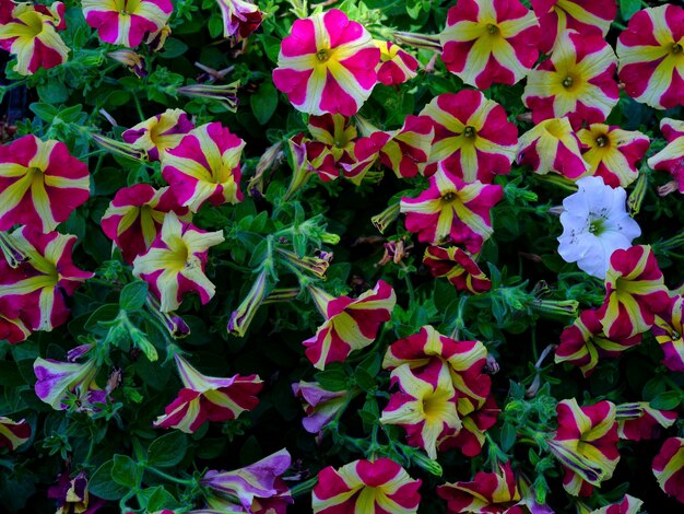 hermosas flores en el jardín