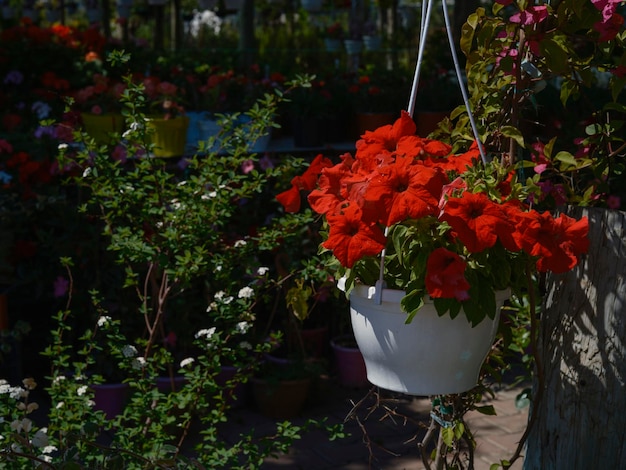 hermosas flores en el jardín