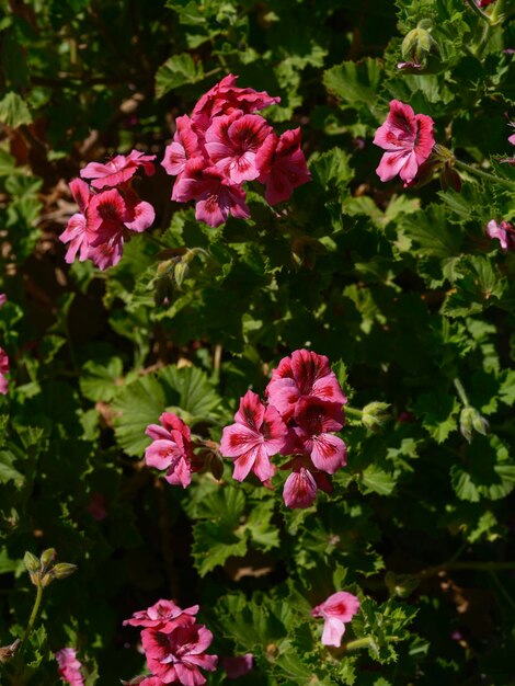 hermosas flores en el jardín