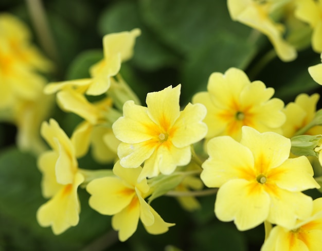 hermosas flores en el jardín