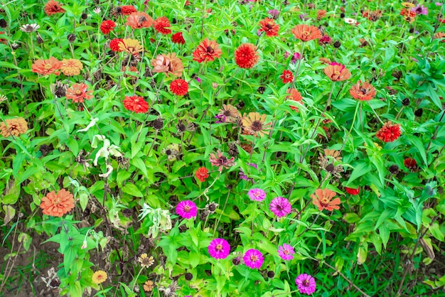 Hermosas flores en el jardín.