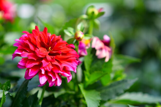 Hermosas flores en el jardín.