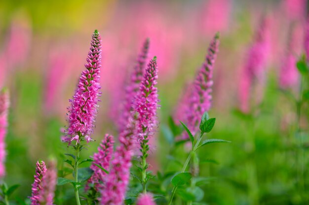 Hermosas flores en el jardín.