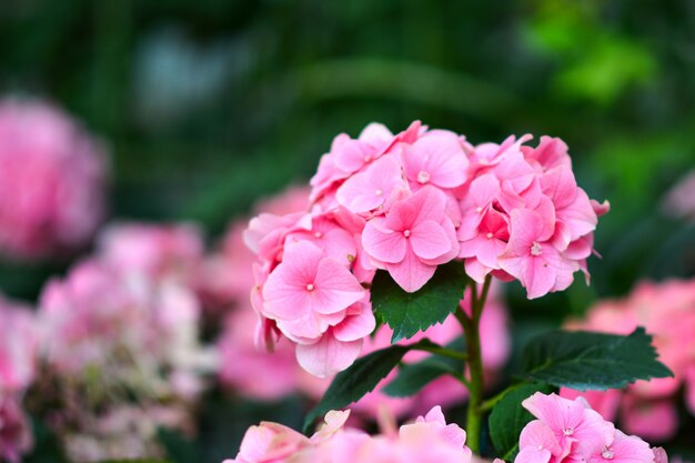 Hermosas flores en el jardín.