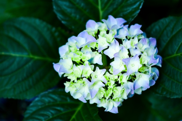 Hermosas flores en el jardín.