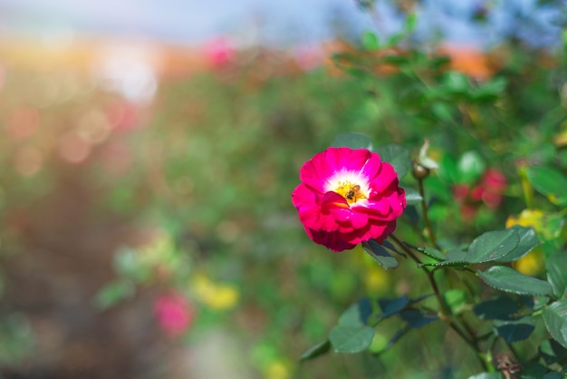 Hermosas flores en el jardín.