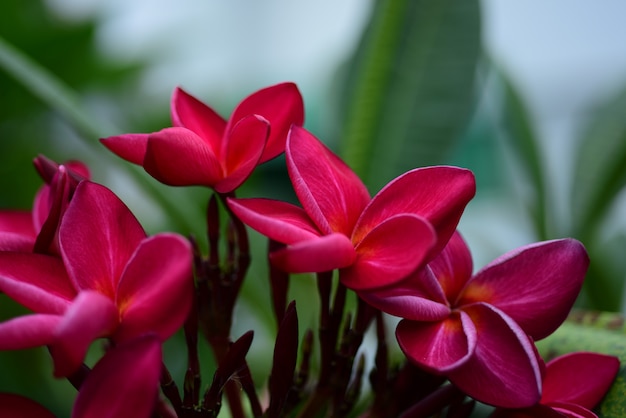 Hermosas flores en el jardín.