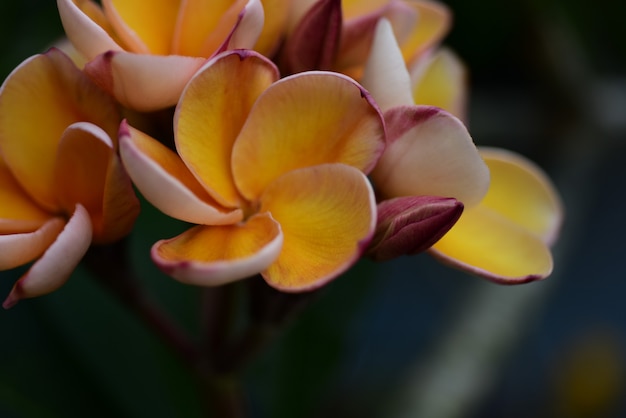 Hermosas flores en el jardín.