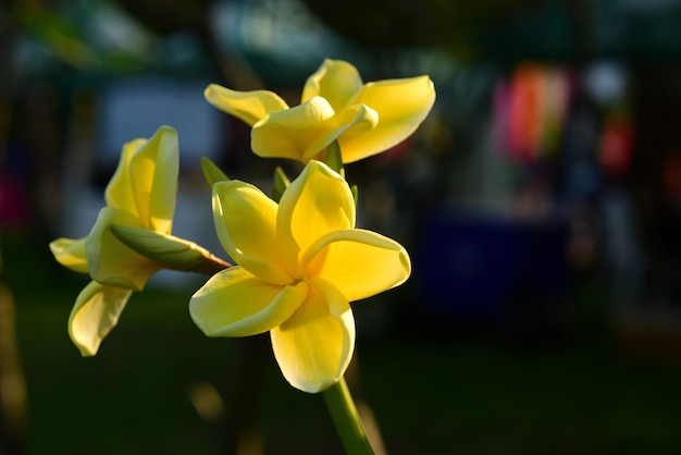 Hermosas flores en el jardín.