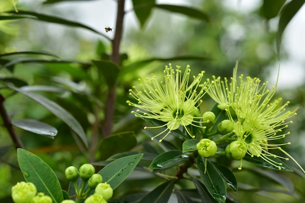 Hermosas flores en el jardín