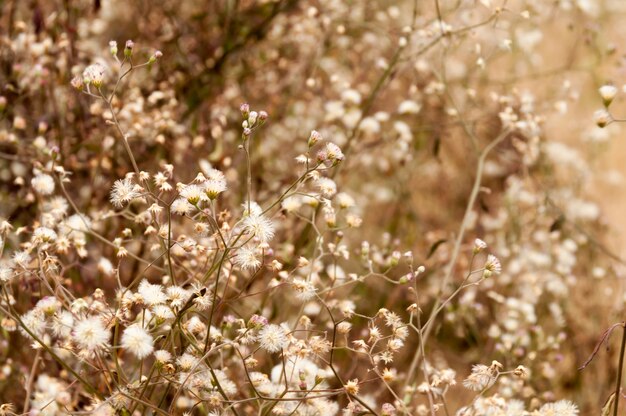 hermosas flores del jardín