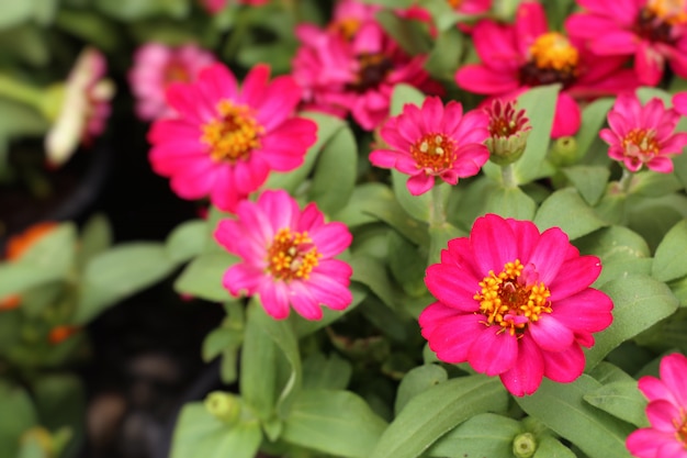 Hermosas flores en el jardin