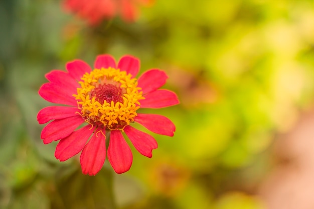 Hermosas flores en el jardín.