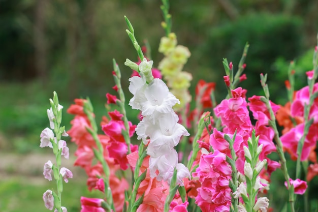 Hermosas flores en el jardín.