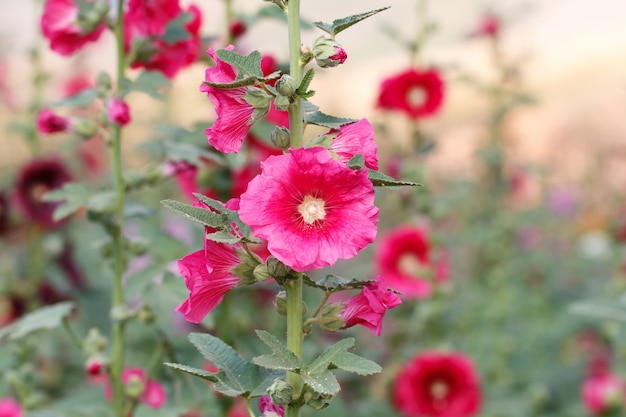 Hermosas flores en el jardín.