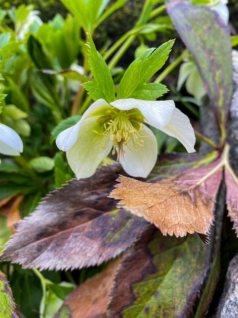 hermosas flores en el jardín