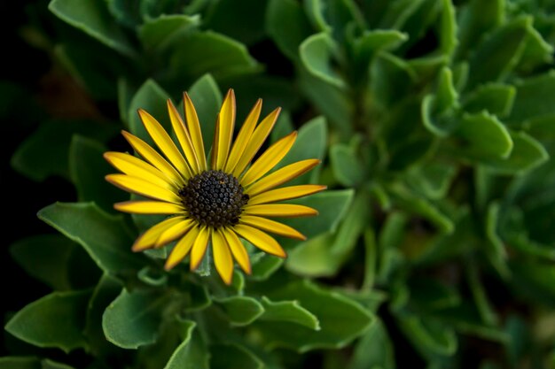 Hermosas flores en el jardín