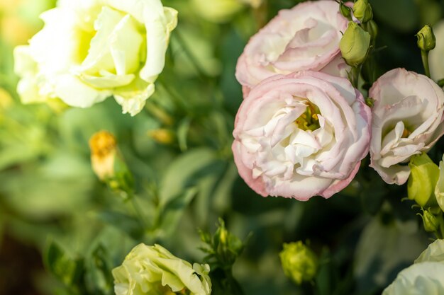 hermosas flores en el jardín