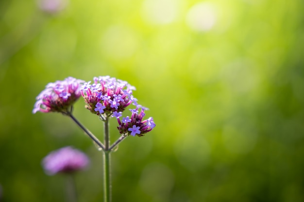 Hermosas flores en el jardín