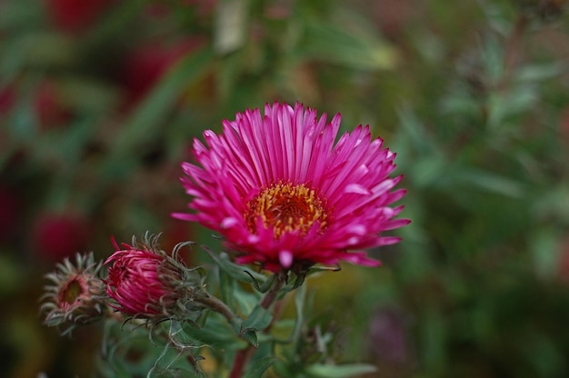 hermosas flores en el jardín