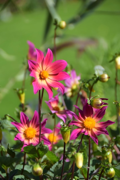 hermosas flores en el jardín