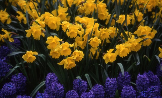 hermosas flores en el jardín