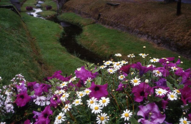 hermosas flores en el jardín