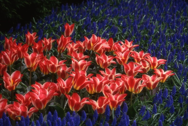 hermosas flores en el jardín