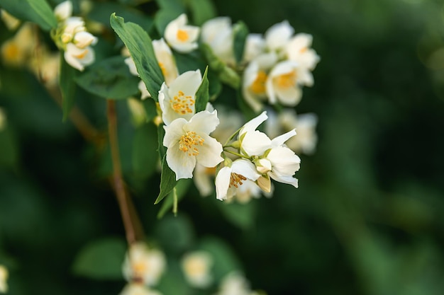 Hermosas flores de jazmín blanco en el fondo de la primavera con flores de jazmín bush inspira