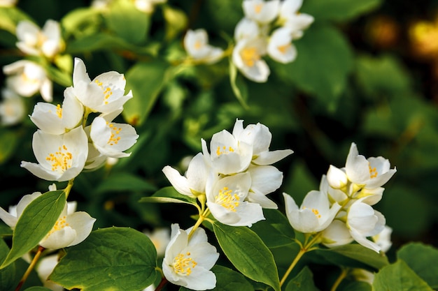 Hermosas flores de jazmín blanco en primavera timr