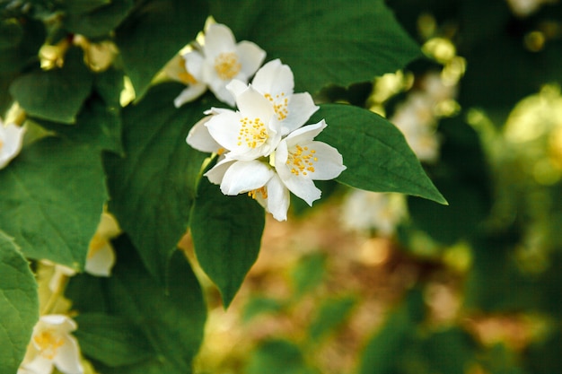 Hermosas flores de jazmín blanco en primavera