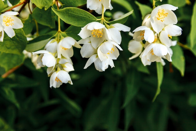 Hermosas flores de jazmín blanco en primavera