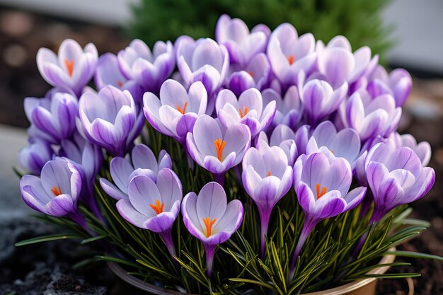 Las hermosas flores de lavanda y azafrán