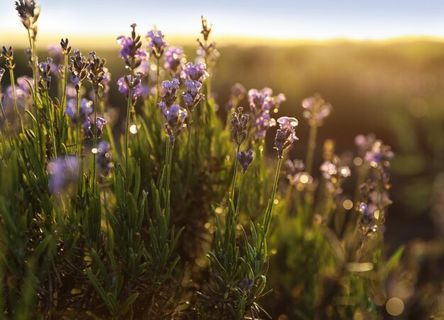 Hermosas flores de lavanda en el campo en un día soleado