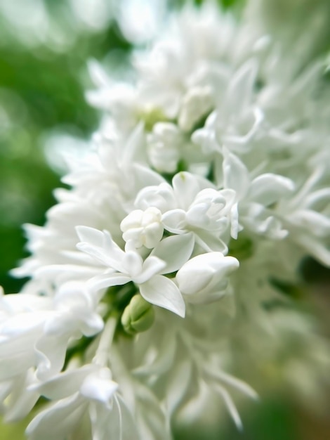 Hermosas flores de lila blanca de cerca