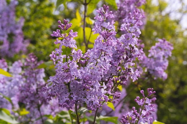 Hermosas flores de lila flores de lira púrpura en el arbusto