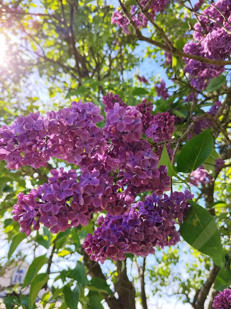 Hermosas flores de lila púrpura en primavera en el jardín
