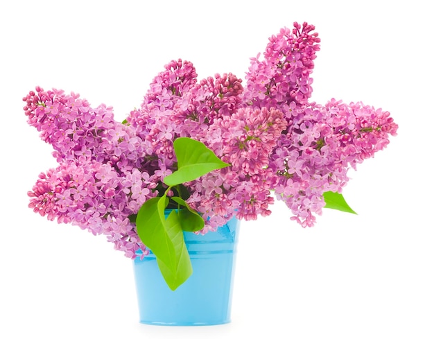 Hermosas flores lilas aisladas en blanco