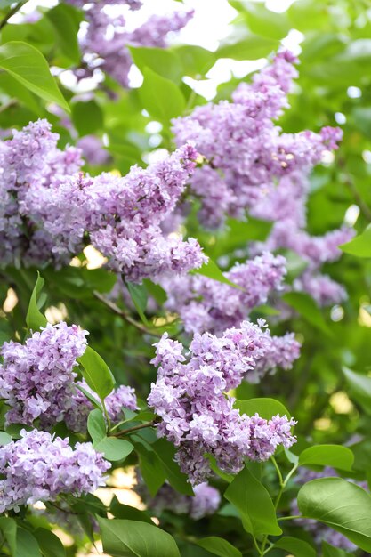 Hermosas flores lilas al aire libre