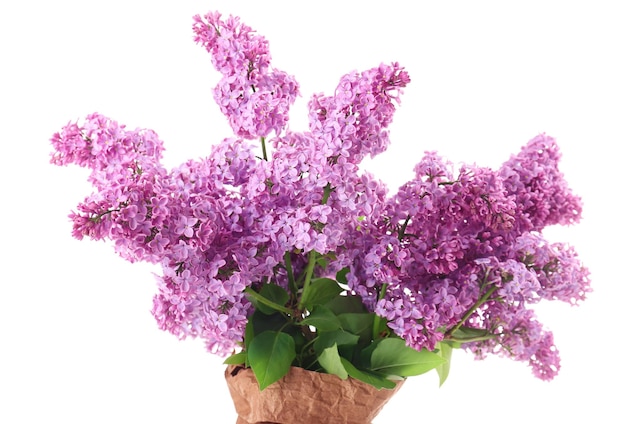 Hermosas flores lilas en bolsa de papel aisladas en blanco