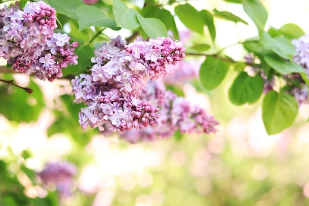 Hermosas flores de lilas dobles en un jardín de primavera La flor suave de la rama de lilas de primavera de color rosa claro