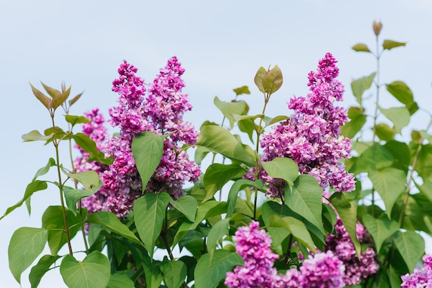 Hermosas flores lilas lilas en primavera en el jardín